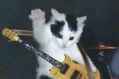 cat-with-guitar