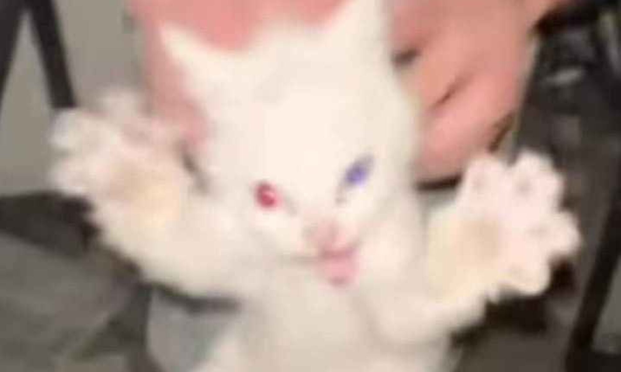meow